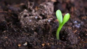 Comment faire germer vos semences ?